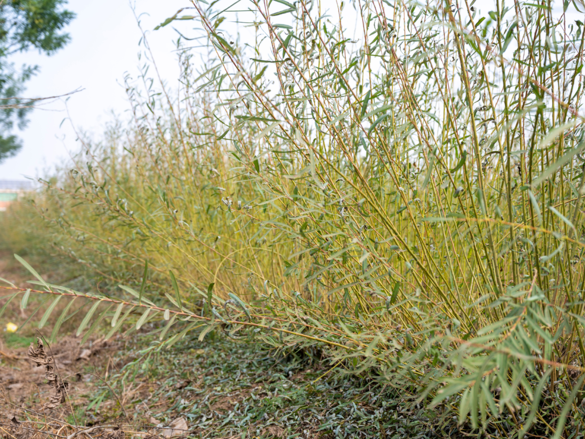 Willow growing in a field in China