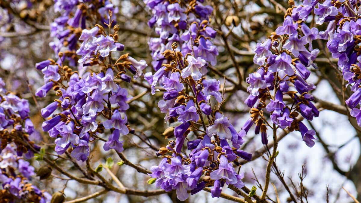 Paulownia blossoms in Spring