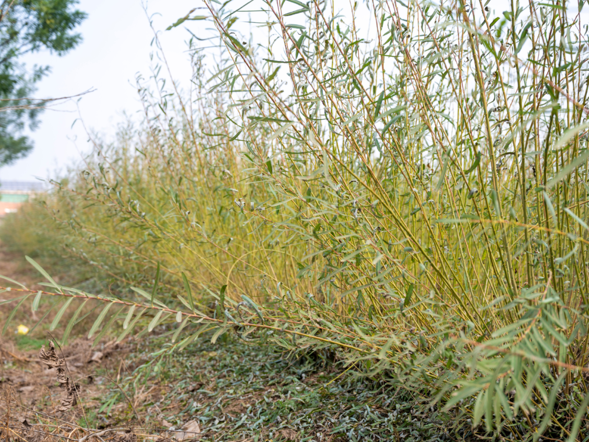 Willow growing in a field