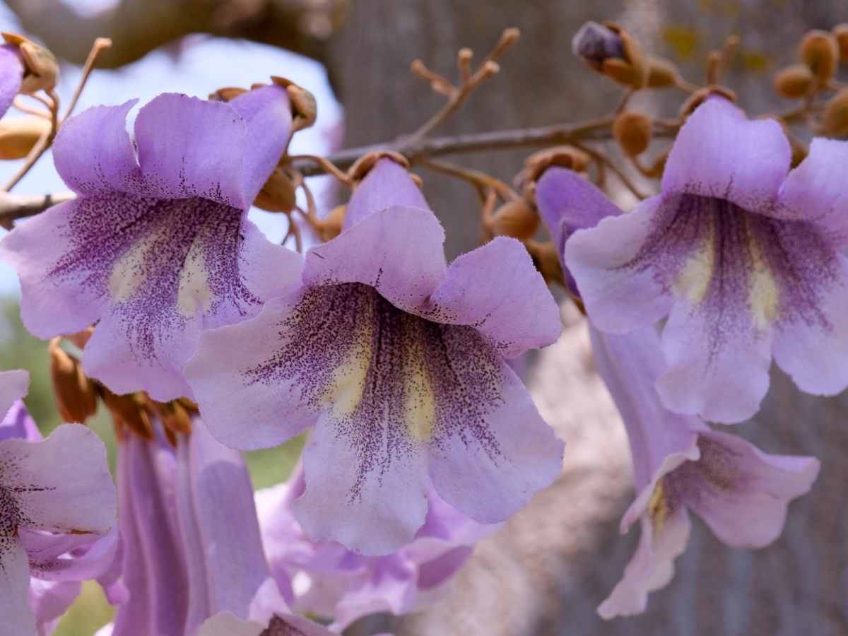 Paulownia tree lilac flowers
