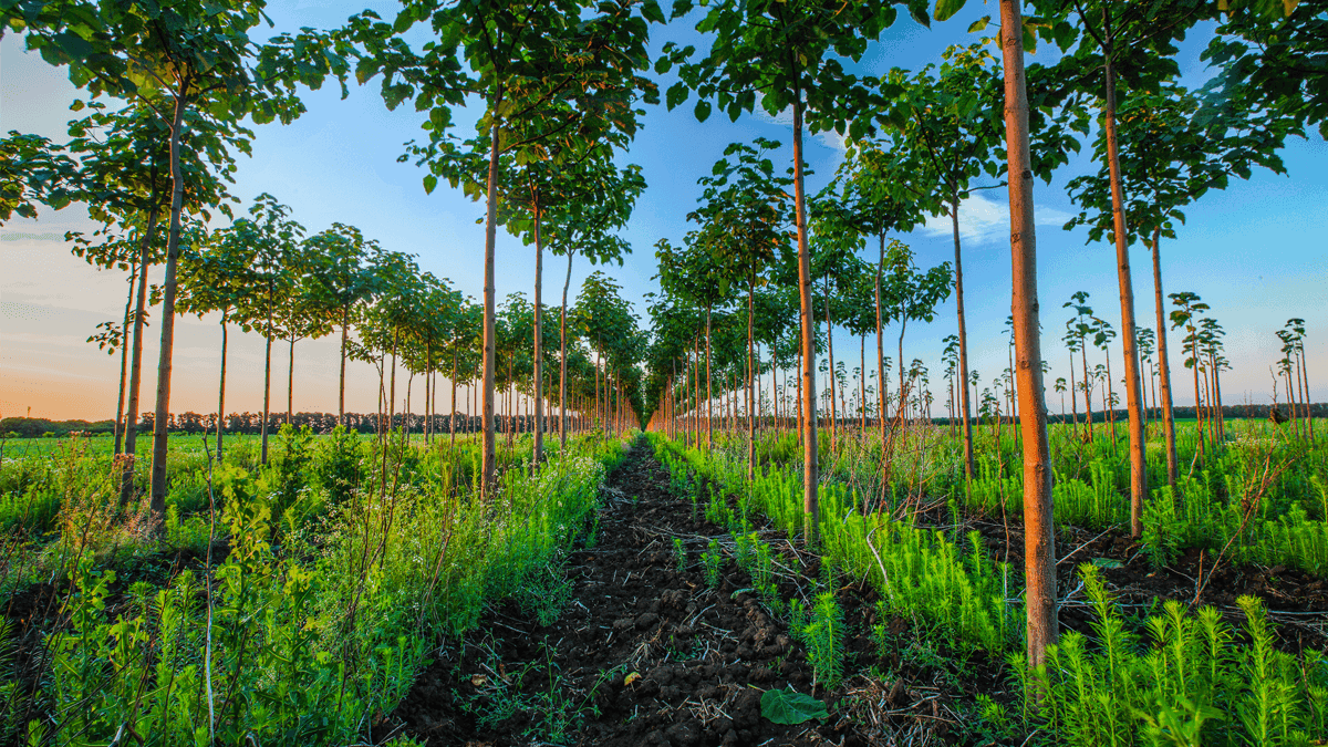 Paulownia Plantation