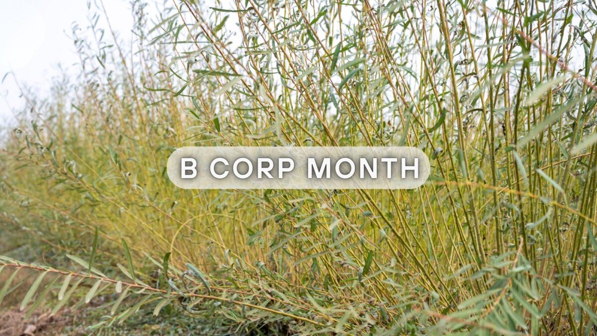 B Corp Month 2026